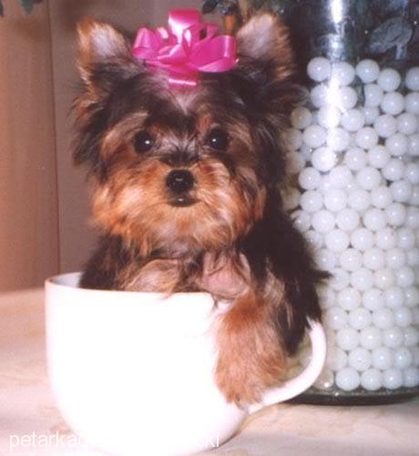 chucky Erkek Yorkshire Terrier