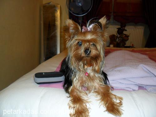 chucky Erkek Yorkshire Terrier