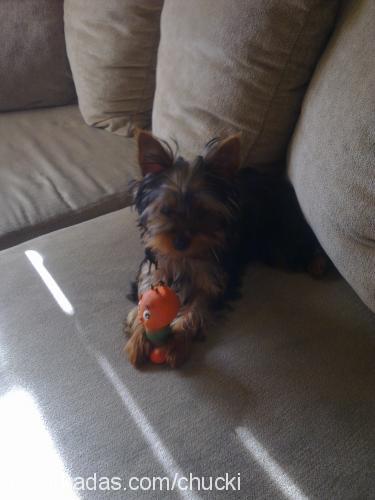 chucky Erkek Yorkshire Terrier