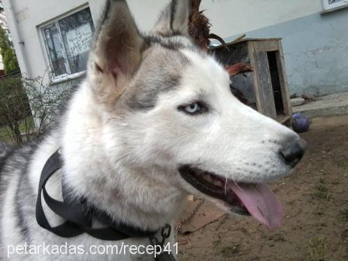 alexleonidas Erkek Sibirya Kurdu (Husky)