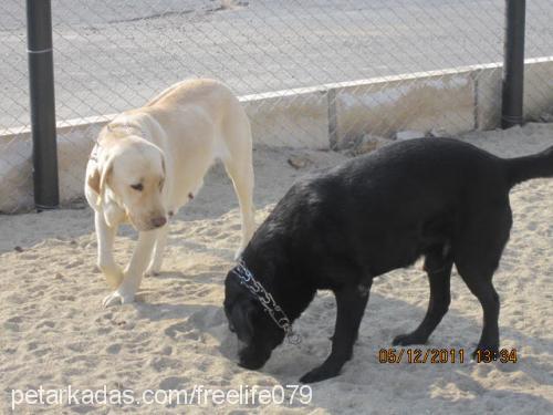 pepe Erkek Labrador Retriever