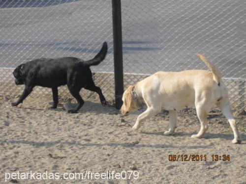 pepe Erkek Labrador Retriever