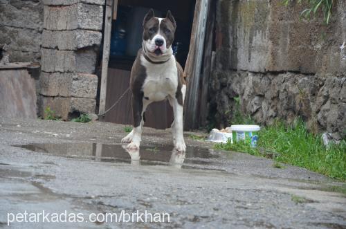 asil Erkek Amerikan Pitbull Terrier