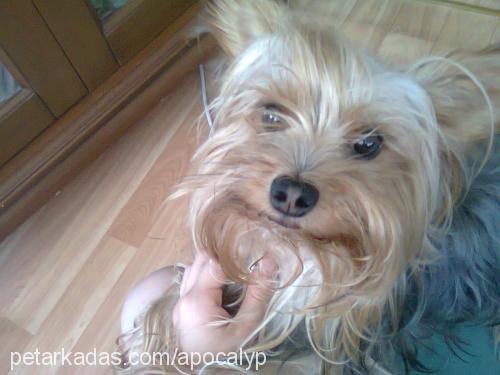 prenses Dişi Yorkshire Terrier