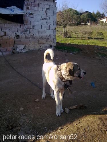 korsan Erkek Kangal