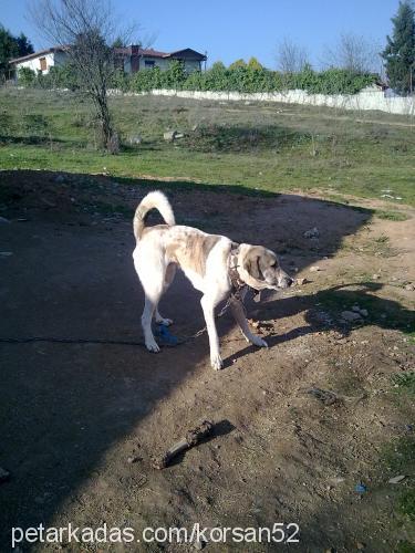 korsan Erkek Kangal