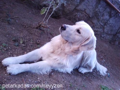 paşa Erkek Golden Retriever