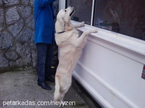 paşa Erkek Golden Retriever