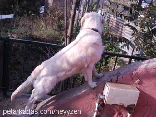 paşa Erkek Golden Retriever