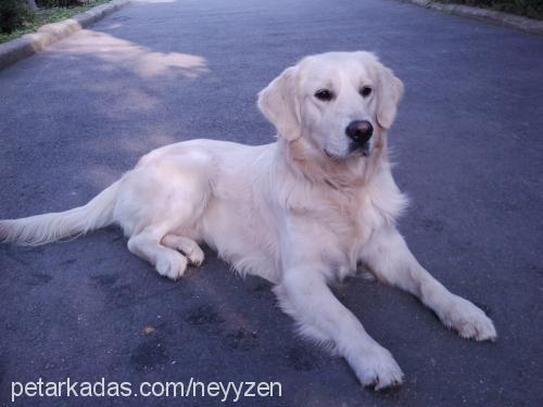 paşa Erkek Golden Retriever