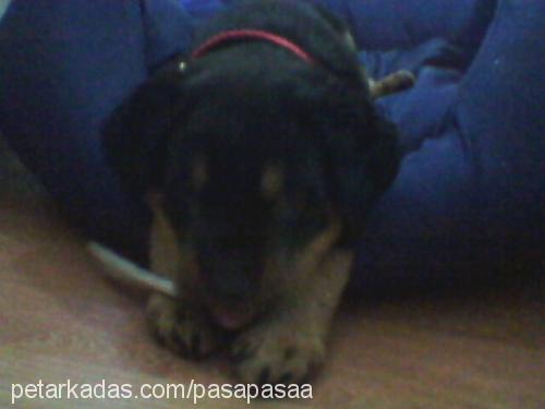 paşa Erkek Rottweiler