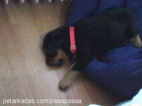 paşa Erkek Rottweiler