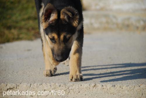 ateş Dişi Alman Çoban Köpeği