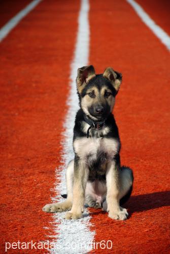 ateş Dişi Alman Çoban Köpeği