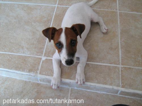 lastik Erkek Jack Russell Terrier