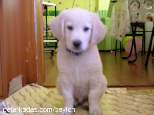 mavi Erkek Golden Retriever