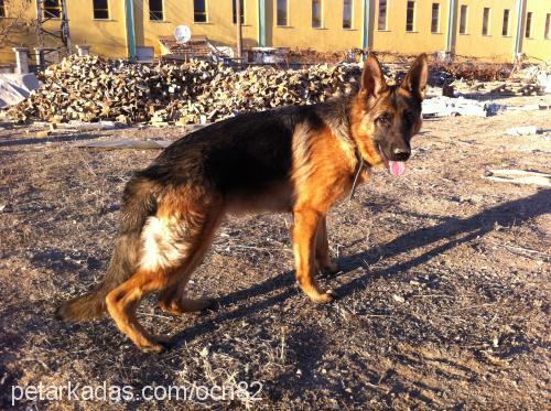 vanİa Dişi Alman Çoban Köpeği