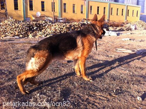 vanİa Dişi Alman Çoban Köpeği