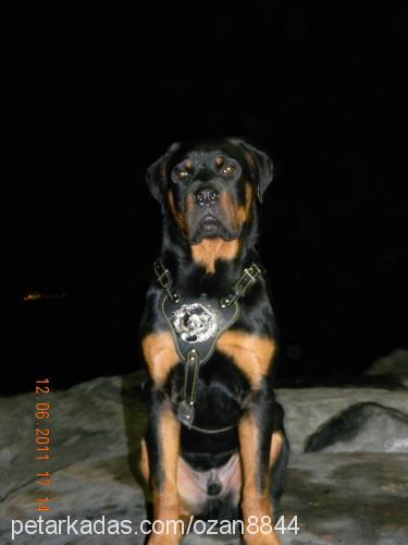 rodi Erkek Rottweiler