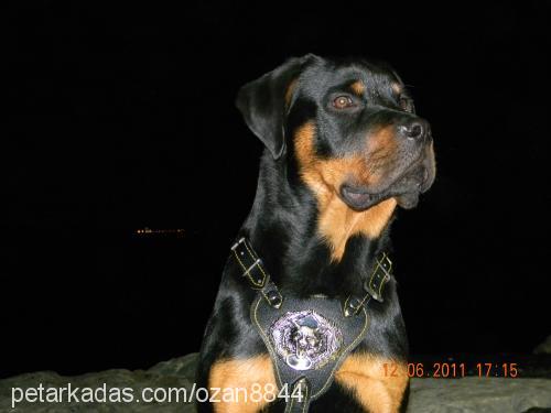 rodi Erkek Rottweiler