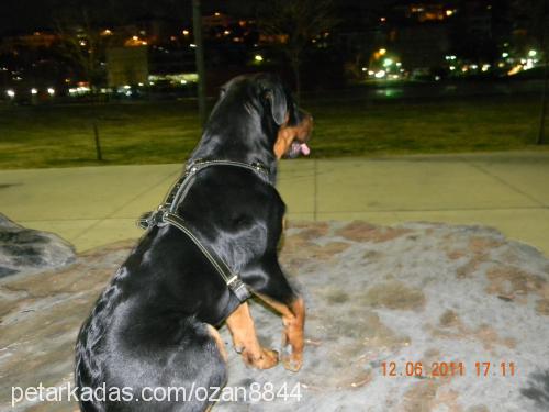 rodi Erkek Rottweiler