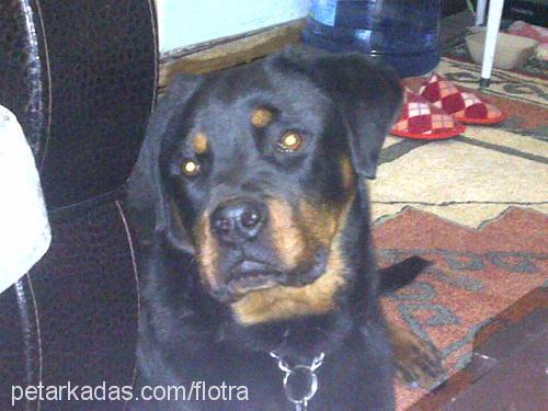 rex Erkek Rottweiler