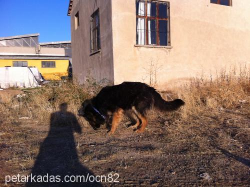 caspar Erkek Alman Çoban Köpeği