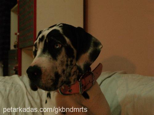 debby Dişi Great Dane (Danua)