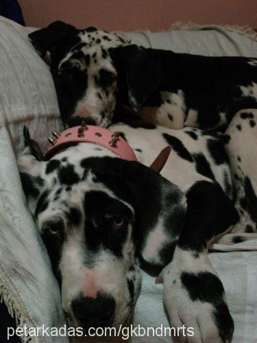 debby Dişi Great Dane (Danua)