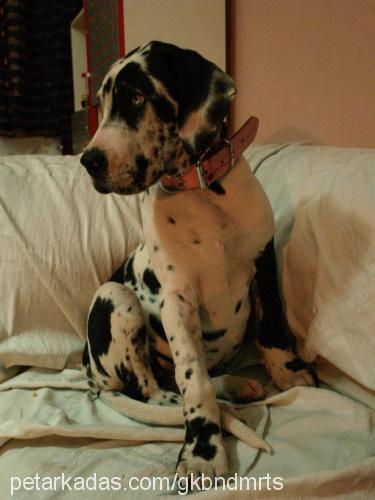 debby Dişi Great Dane (Danua)