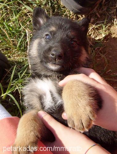 lusi Dişi Alman Çoban Köpeği