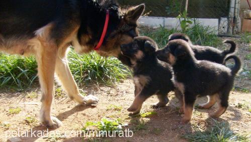 lusi Dişi Alman Çoban Köpeği