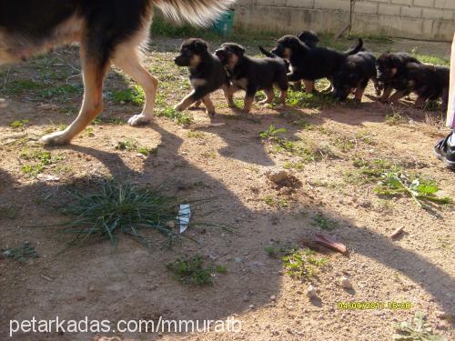 lusi Dişi Alman Çoban Köpeği