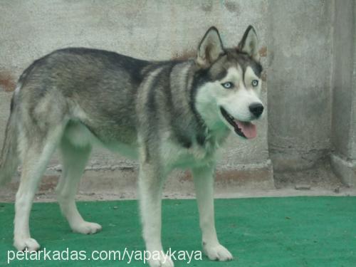 paşa Erkek Alaskan Malamute