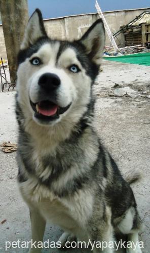 paşa Erkek Alaskan Malamute