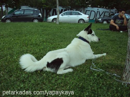 micha Dişi Sibirya Kurdu (Husky)