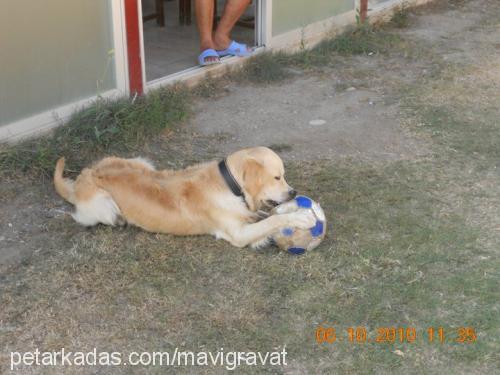 barva Erkek Golden Retriever