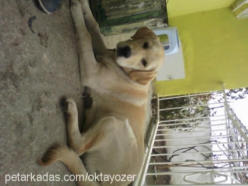 lucky Dişi Golden Retriever