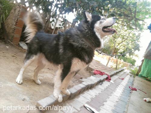 paşa Erkek Alaskan Malamute