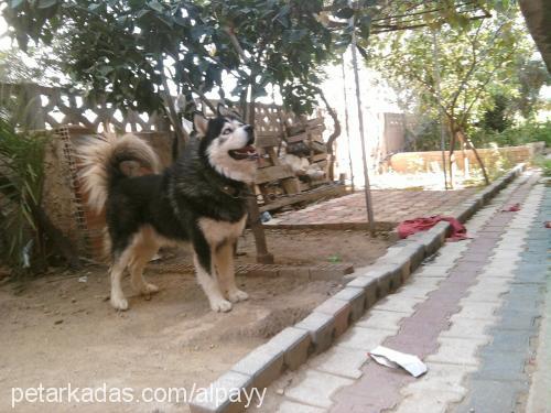 paşa Erkek Alaskan Malamute