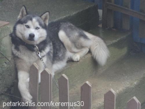 white Erkek Sibirya Kurdu (Husky)