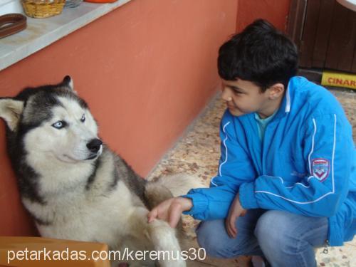 white Erkek Sibirya Kurdu (Husky)