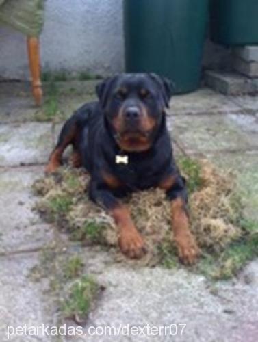 dexter Erkek Rottweiler