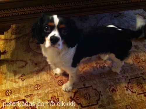 bidik Erkek King Charles Spaniel