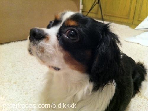 bidik Erkek King Charles Spaniel