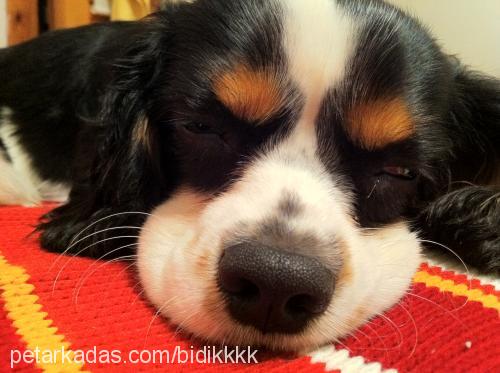 bidik Erkek King Charles Spaniel