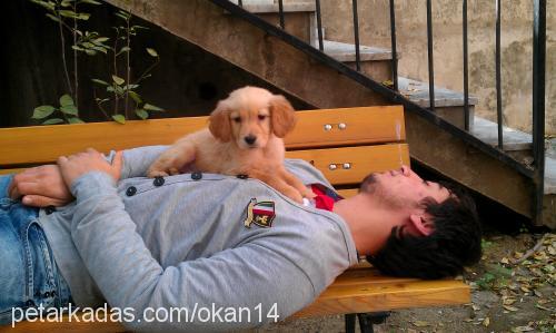 karamel Dişi Golden Retriever