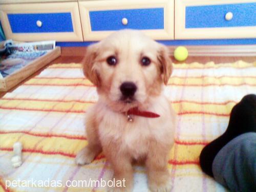 paşa Erkek Golden Retriever