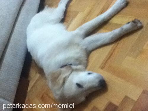 lucy Dişi Golden Retriever