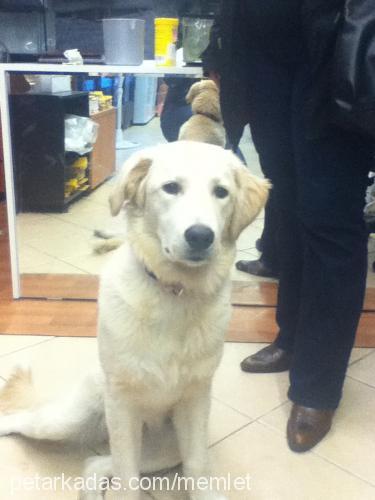 lucy Dişi Golden Retriever